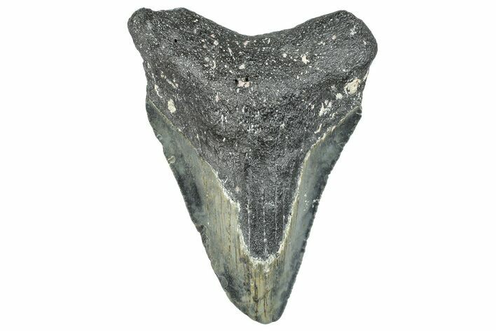 Bargain, Fossil Megalodon Tooth - Serrated Blade #295421